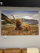 Highland Cow II Tempered Glass w / Foil Wall Art