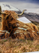 Highland Cow II Tempered Glass w / Foil Wall Art