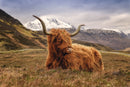 Highland Cow II Tempered Glass w / Foil Wall Art