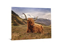 Highland Cow II Tempered Glass w / Foil Wall Art