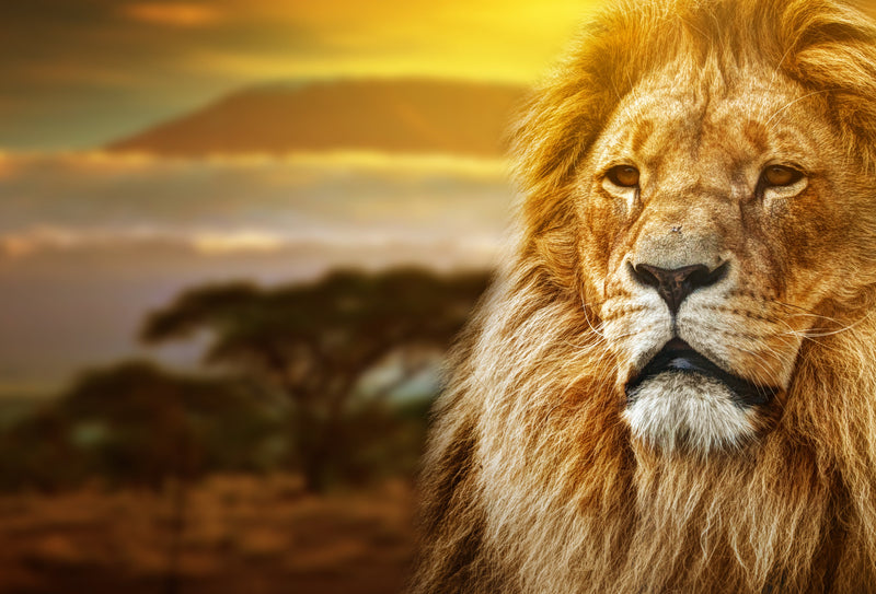 Lion Safari Tempered Glass w / Foil Wall Art