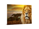 Lion Safari Tempered Glass w / Foil Wall Art