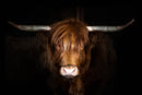 Highland Cow on Black Tempered Glass w / Foil Wall Art